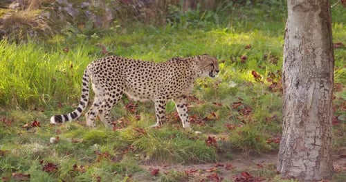 Cheetah Walking in a Grassy Habitat