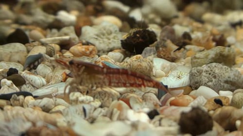 Concept 2-A1 View of Cherry Shrimp in Aquarium