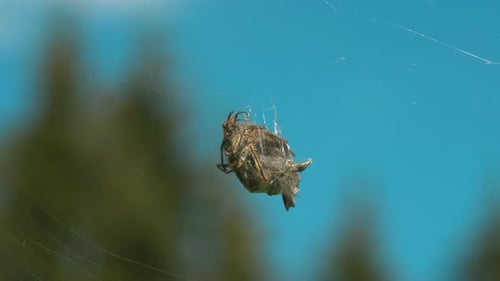 Spider Web in Macro Photography