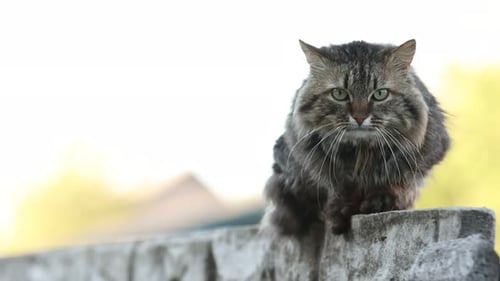 chat de campagne rayé assis sur la clôture et regardant la caméra. Des vidéos 4K de haute qualité.