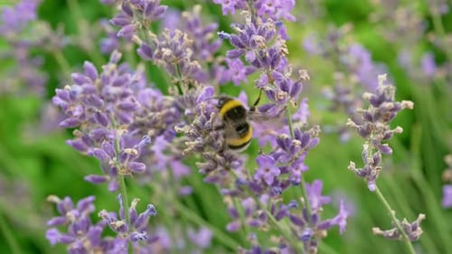 Slow Motion Video Closeup of a Bee Sitting on a Flower and Collecting Honey