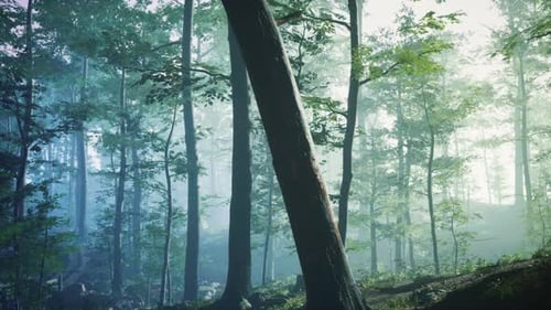 Sunny Silhouetted Forest with Sunbeams Through Fog