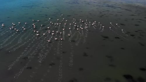 Spectacular Aerial View of a Large Flock of Greater Flamingos Taking Off in Flight