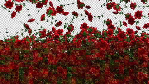 Red Roses Screen Overlay and Transition