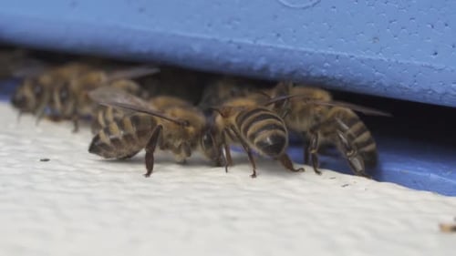Bee Colony On Wooden Hive Entrance. Selective Focus, Slow Motion