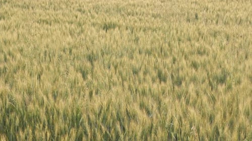 Common wheat Triticum aestivum ears 4K video
