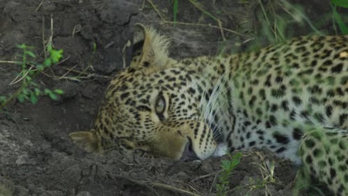 Close up of a lazy leopard