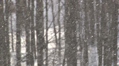Schneefall im Wald