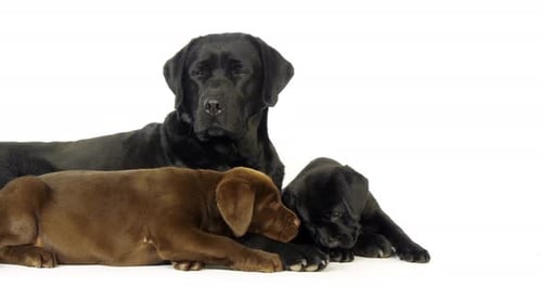 Labrador Dog and Adorable Puppies Cuddle Together