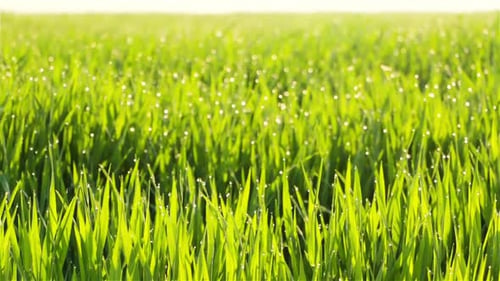 Young Grass and Dew Drops