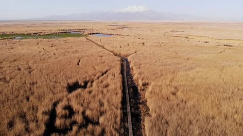 Swamp Among Reed Plants