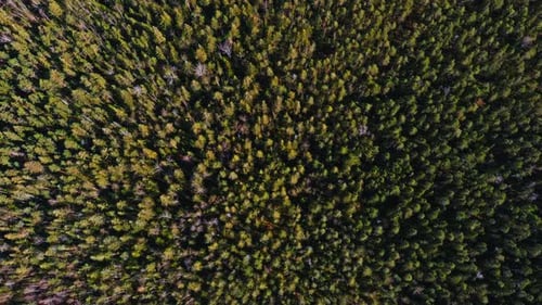 Luftaufnahme von Baumwipfeln von Kiefern an einem sonnigen Frühlingstag, eine magische Landschaft