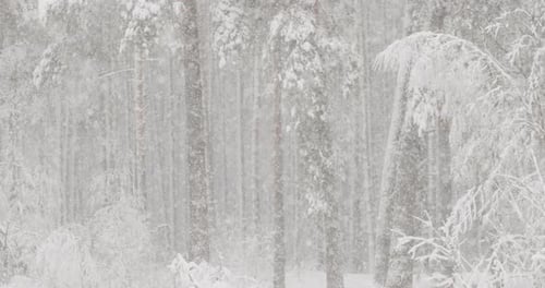Beautiful Snowy White Forest In Winter Frosty Day