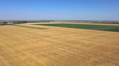 Wheat field from a bird's eye view.