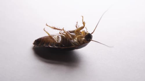 Close Up of Cockroach Isolated on White Background