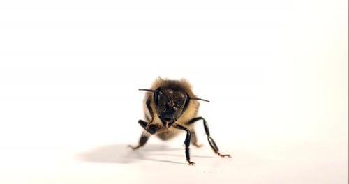 European Honey Bee, apis mellifera, Black Bee grooming against White Background, Normandy