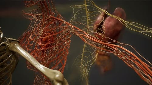 Human Body Anatomy System Scan 3D Medical Animation