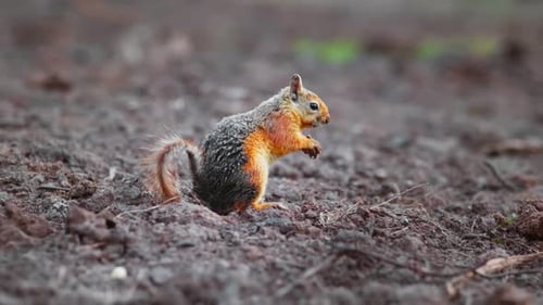 Squirrel Eating Food in Nature Close Up