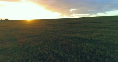 Flight Above Rural Summer Landscape with Endless Yellow Field at Sunny Summer Evening. Agricultural