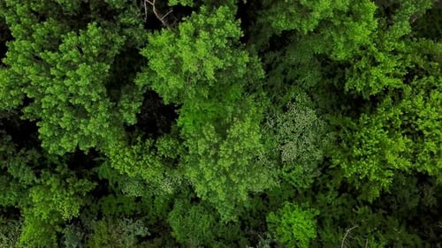 Aerial Top Down View of Forest Trees Background