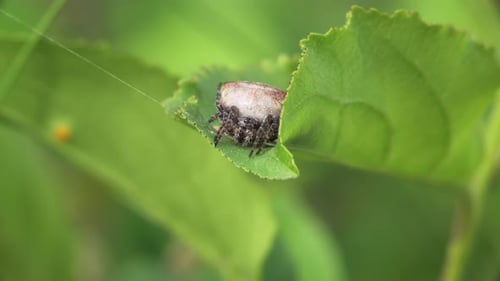 Four Spot Orb Weaver Spider