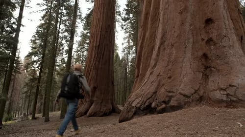 Caucasian Hiker with Backpack Exploring Ancient Forest
