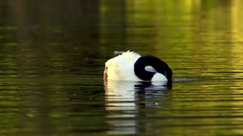 A delicate black-necked swan grooming its feathers with its beak while swimming on a pond