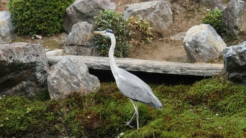 Elegant Gray Heron Bird Walking Outdoors