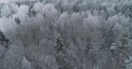 paisaje de invierno con bosque.