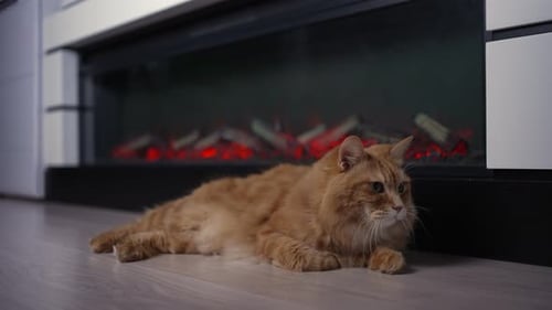 Ginger Cat Relaxing by Modern Electric Fireplace