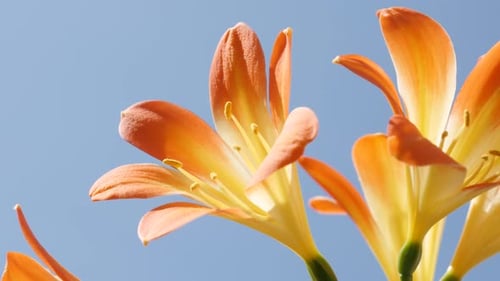 Shallow DOF orange monocot flowering lily plant 4K 2160p 30fps UltraHD footage - Beautiful Clivia m
