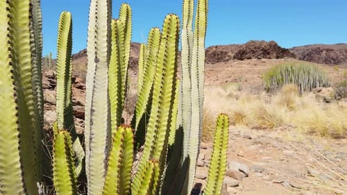 Focused Shot of Green Cacti in Gran Canaria Valley