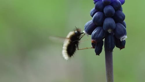 Bee Fly Feeding on Purple Flower in Springtime