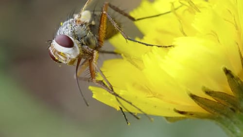 Macro View of Fly Resting on Yellow Flower
