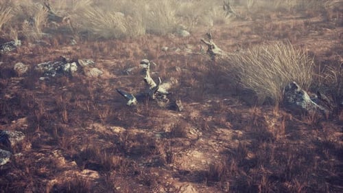 Realistic Camera Flyover of Dried Grass and Rocky Terrain