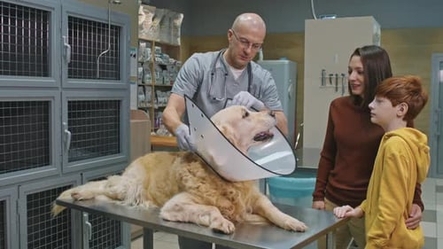 Happy Owners Of Golden Retriever At Vet Clinic