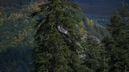 Coniferous Forest in Mountain Range Nature Landscape