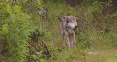 Two Wolves in a Wolf Pack Standing in the Forest at Summer Time