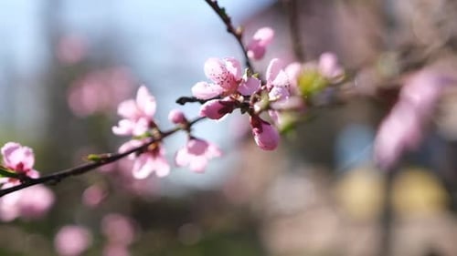 Close Up Video of Sakura Blossoms in Full Bloom at Spring Day