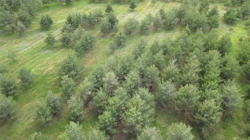 aerial trees nature