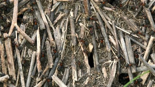 Ants Crawling on Straw Around the Nest