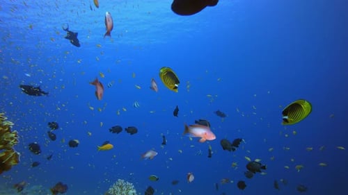 Meer Blau Wasser Wellen Tropische Fische