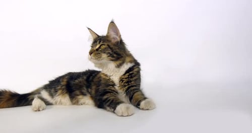 Brown Tortie Blotched Tabby and White Maine Coon Domestic Cat, Female laying , Normandy in France,