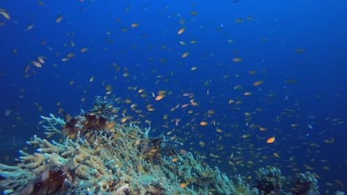 Coral Garden Orangefisch Feuerfisch