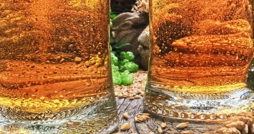 Ingredientes para cerveja. Cerveja gelada em canecas. Lúpulo e malte.