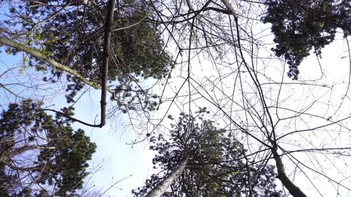 Looking Up at Tall Trees in Forest