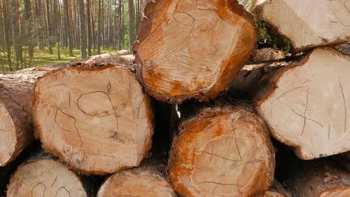 Grumes de pin sciées, tirez avec un chariot