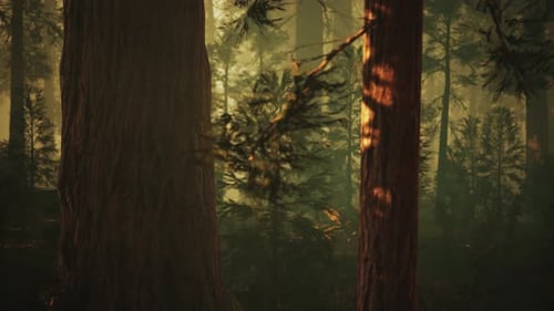 Loop Giant Sequoia Trees at Summertime in Sequoia National Park, California