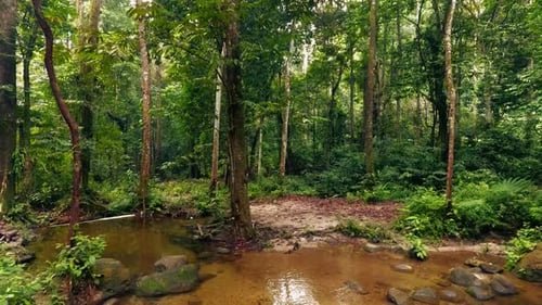 Tropical Jungle Creek Spring
