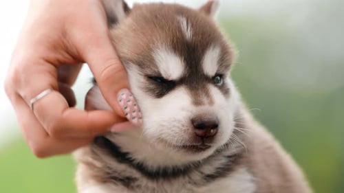Retrato de cerca de un cachorro husky de cuatro semanas de color blanco-marrón de pie sobre suelo de madera